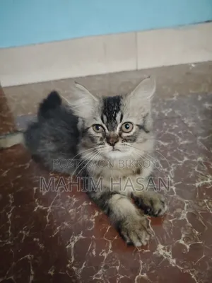 ১-৩ মাস বয়সী মেল পিওরব্রেড পার্সিয়ান