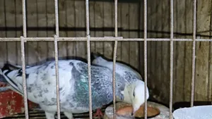 Pigeons will be sold