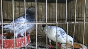 Pigeons will be sold