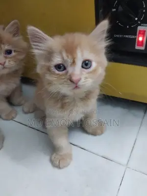 ০-১ মাস বয়সী নারী খাঁটি ফার্সি বিড়াল