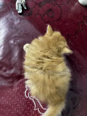০-১ মাস বয়সী নারী খাঁটি ফার্সি বিড়াল