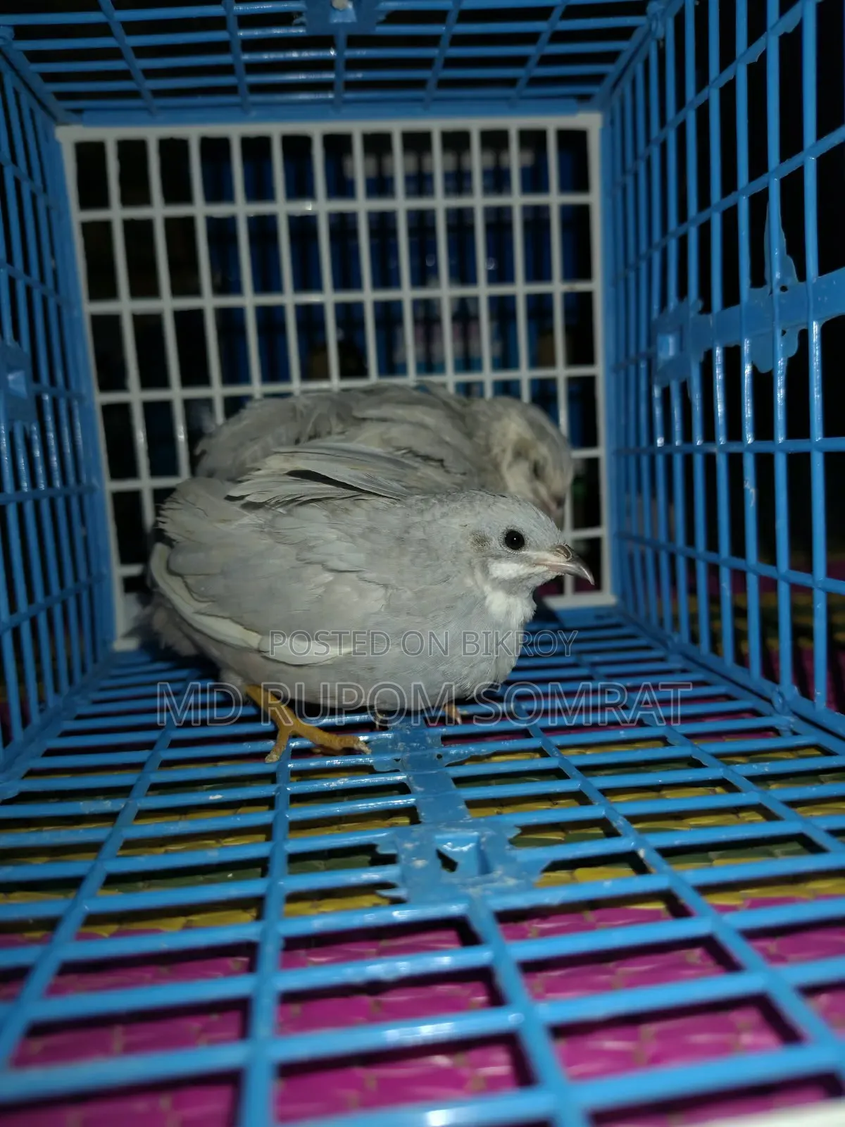 কিং কোয়েল