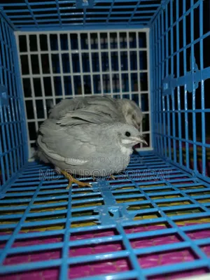 King Quail