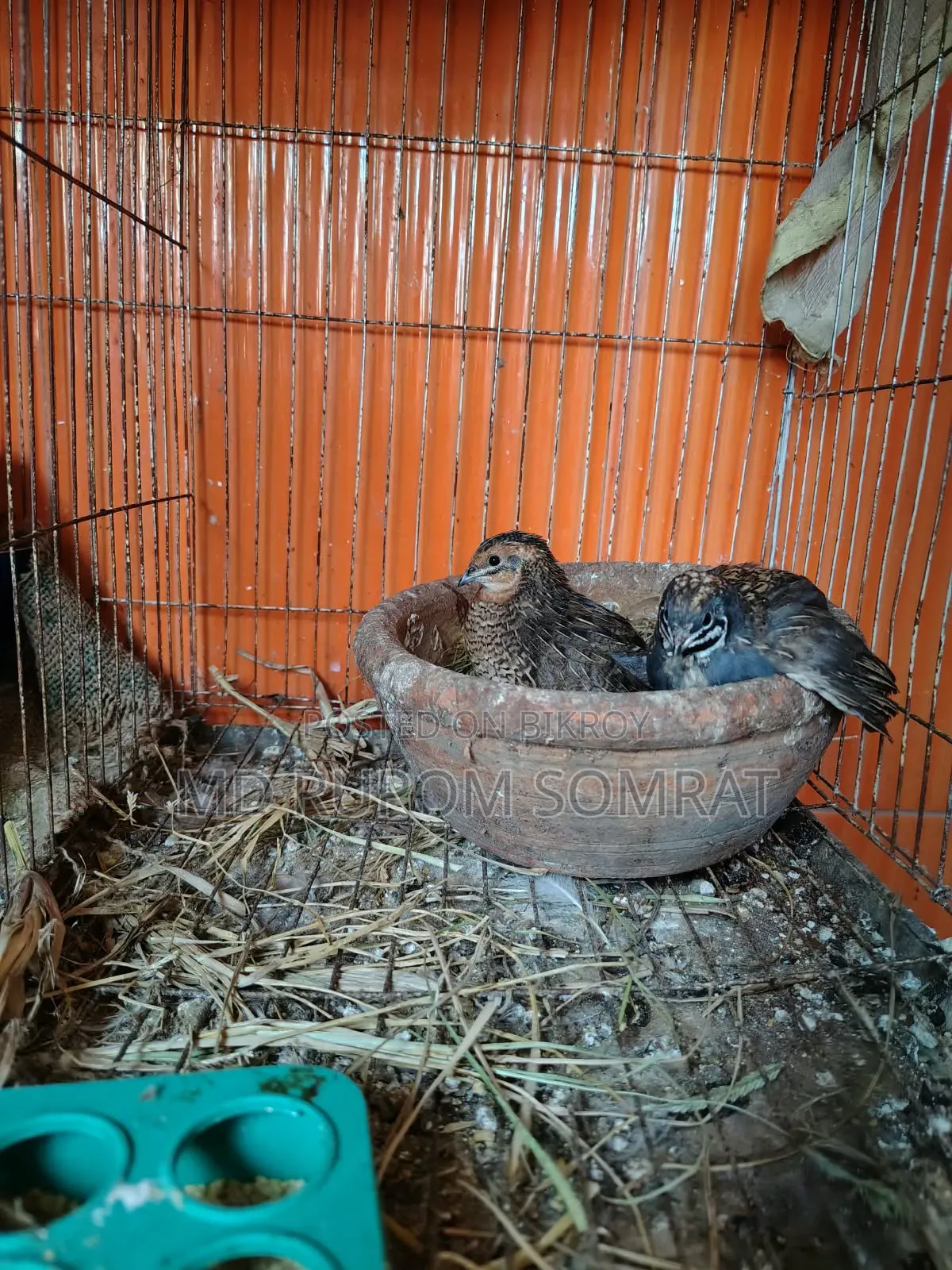 কিং কোয়েল