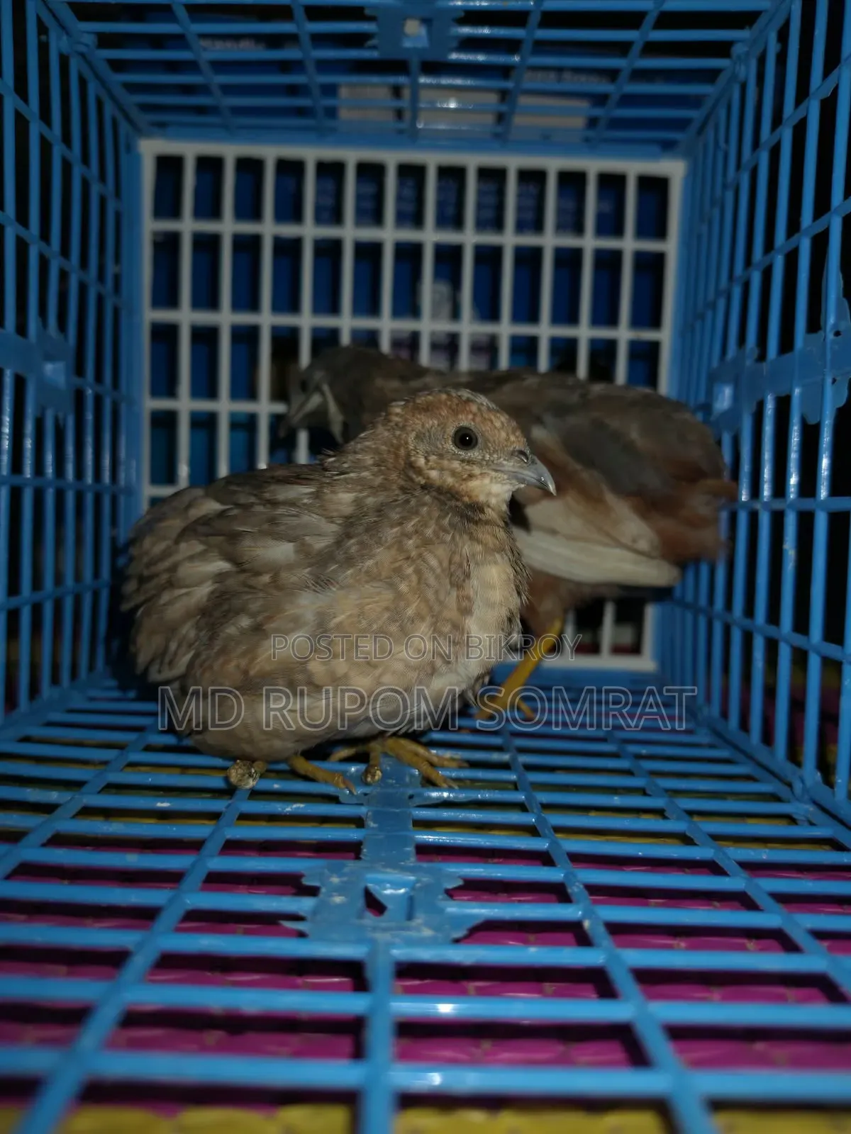 কিং কোয়েল