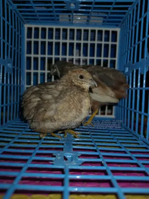 কিং কোয়েল