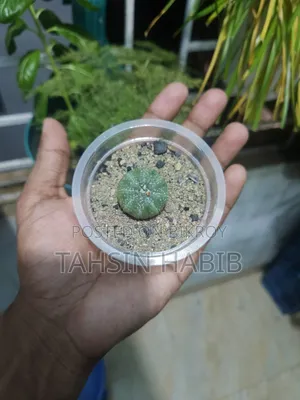 অ্যাস্ট্রো ক্যাকটাস