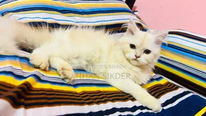 ১-৩ মাস বয়সী ফিমেল পিওরব্রেড পার্সিয়ান
