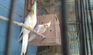 Lutino Cockatiel