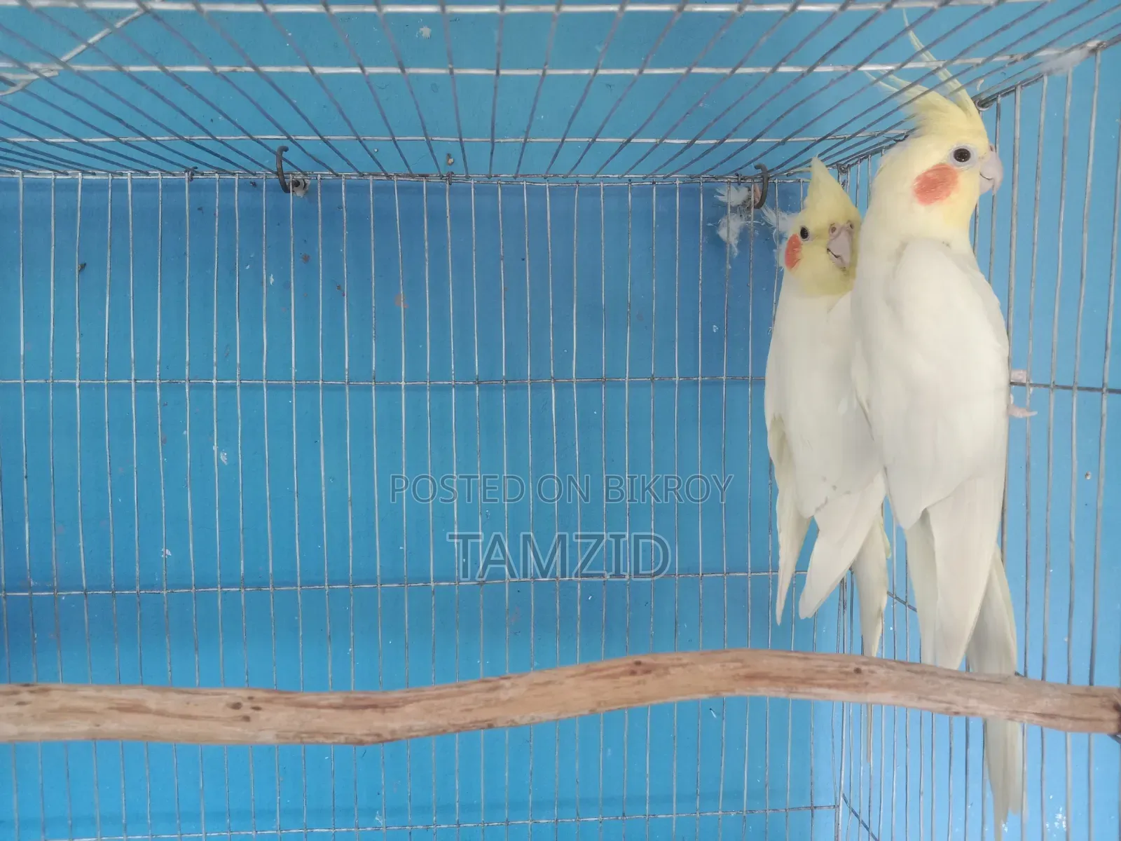 Lutino Cockatiel