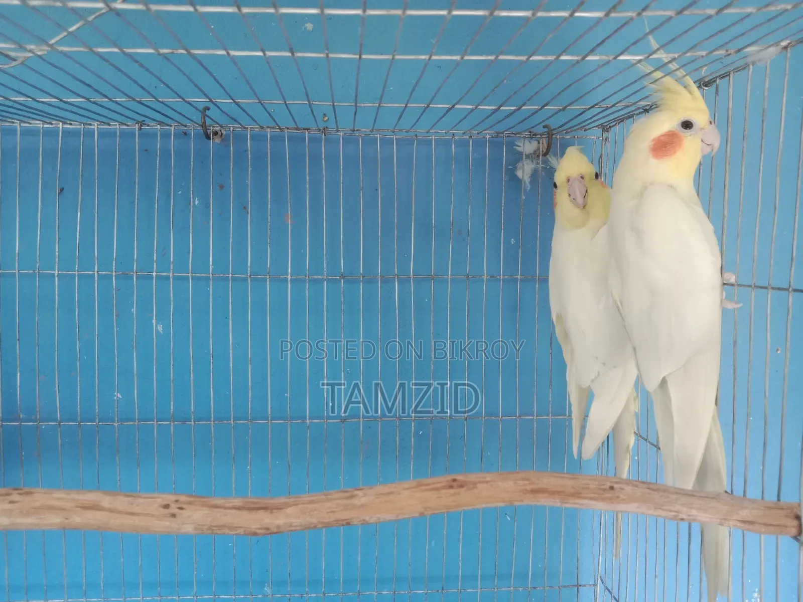 Lutino Cockatiel