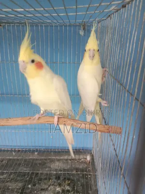 Lutino Cockatiel