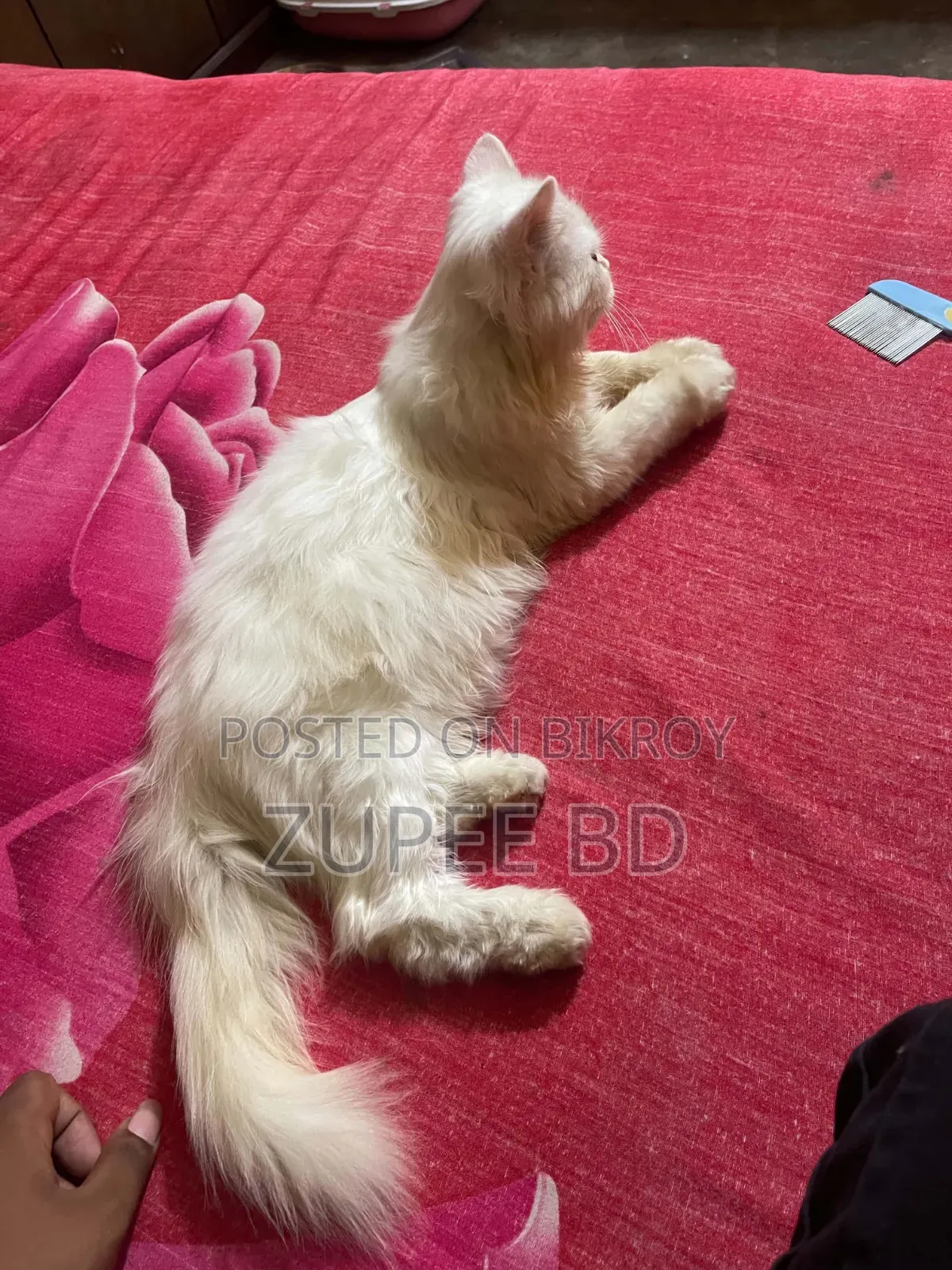 ১-৩ মাস বয়সী মেইল পিওরব্রেড পার্সিয়ান