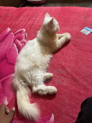১-৩ মাস বয়সী মেইল পিওরব্রেড পার্সিয়ান