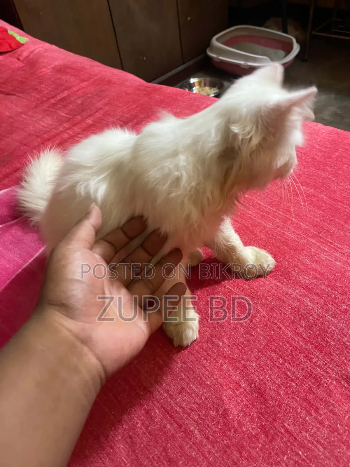 ১-৩ মাস বয়সী মেইল পিওরব্রেড পার্সিয়ান