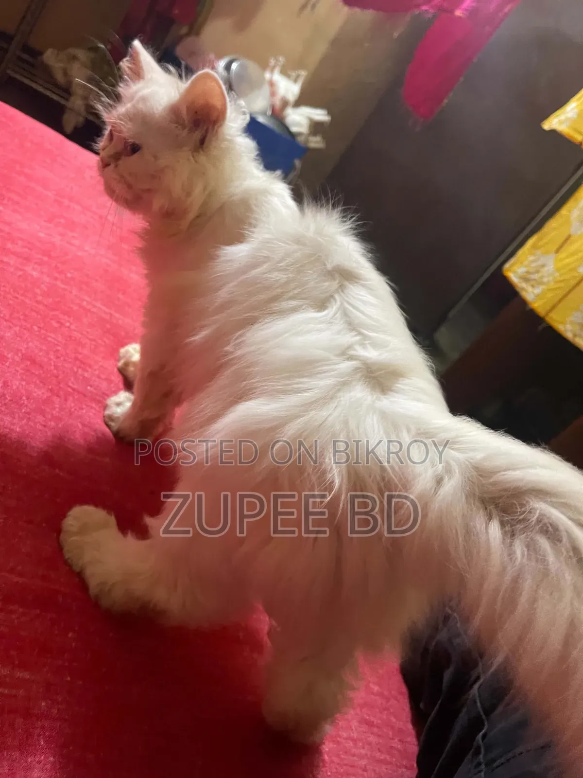 ১-৩ মাস বয়সী মেইল পিওরব্রেড পার্সিয়ান