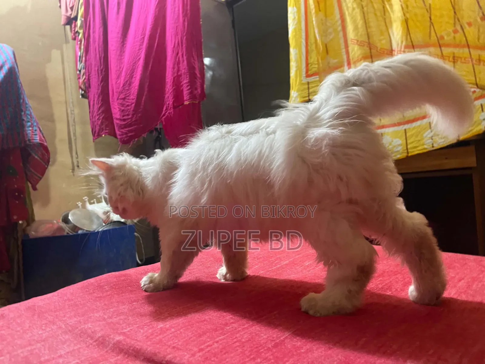 ১-৩ মাস বয়সী মেইল পিওরব্রেড পার্সিয়ান
