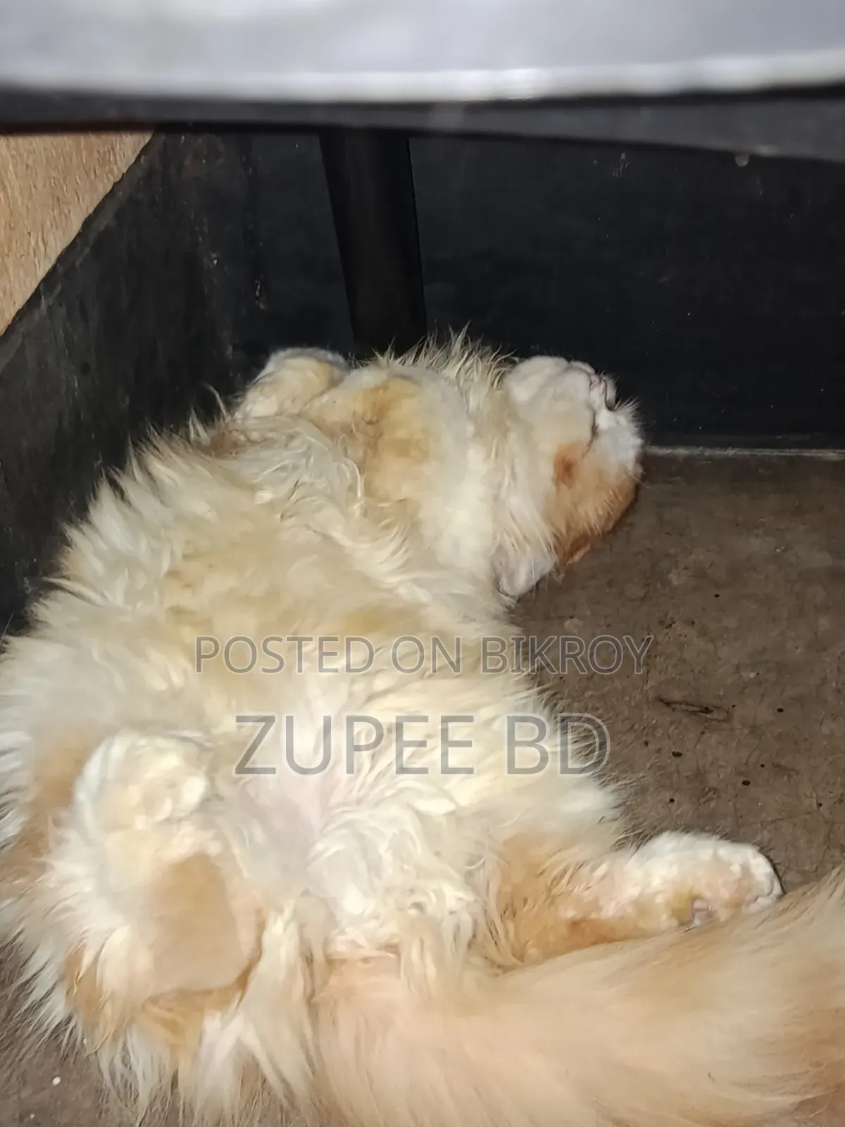 ১-৩ মাস বয়সী মেইল পিওরব্রেড পার্সিয়ান