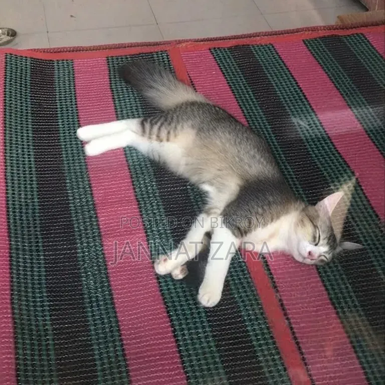 3-6 months Male Mixed Breed Exotic