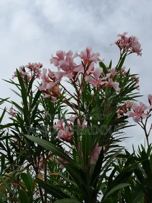 চাকরি চাই।c&fকাজ শিখতে চাই ও ব্যক্তিগত সহকারী বা বডিগার্ড ওশোরুম সেলস