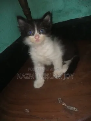 ০-১ মাস বয়সী মহিলা খাঁটি পার্সিয়ান