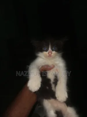 ০-১ মাস বয়সী মহিলা খাঁটি পার্সিয়ান