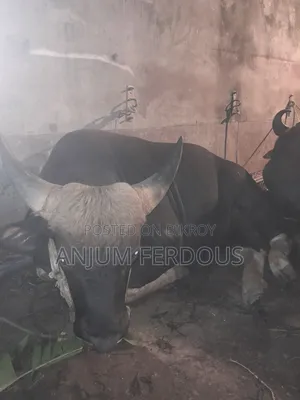 আপনারা যারা মন মাপা গরু মহিষ নিতে চান