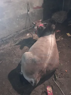 আপনারা যারা মন মাপা গরু মহিষ নিতে চান