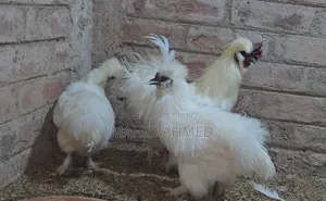 সুলতান এবং সিল্কি
