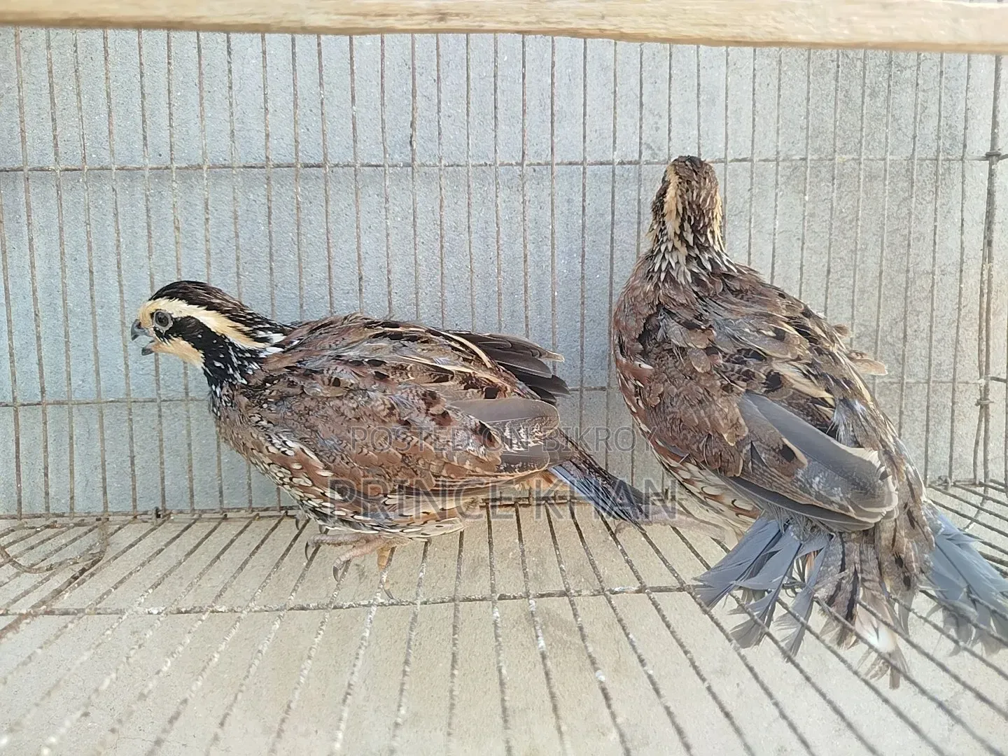 Northern Bobwhite