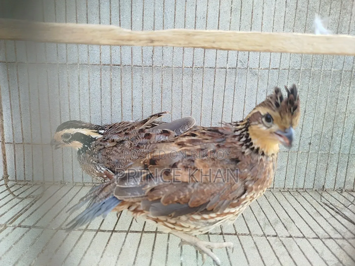 Northern Bobwhite