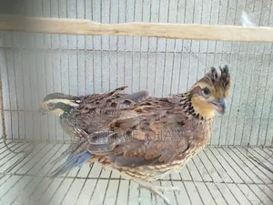 Northern Bobwhite