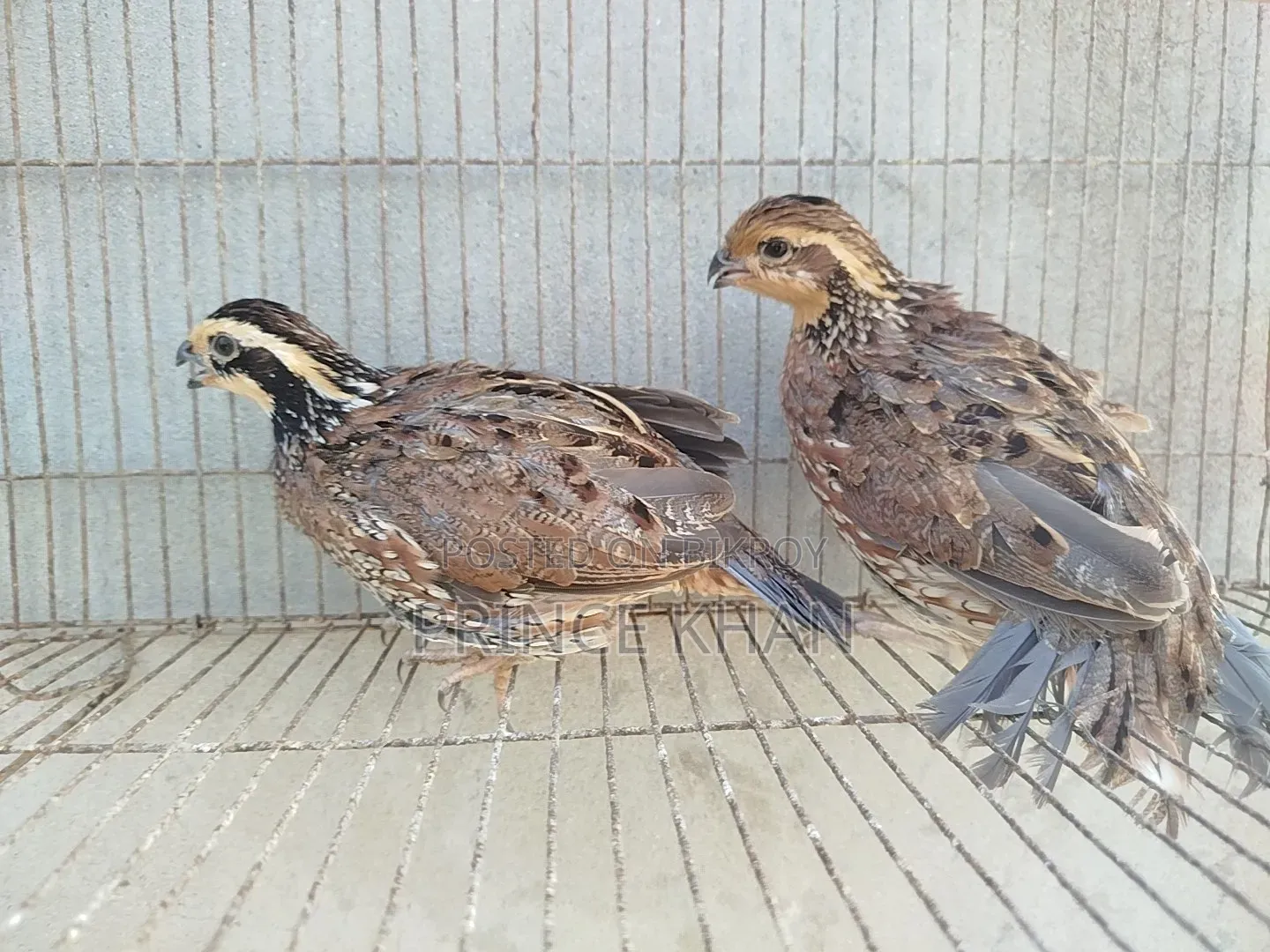 Northern Bobwhite