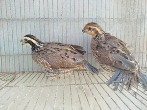 Northern Bobwhite