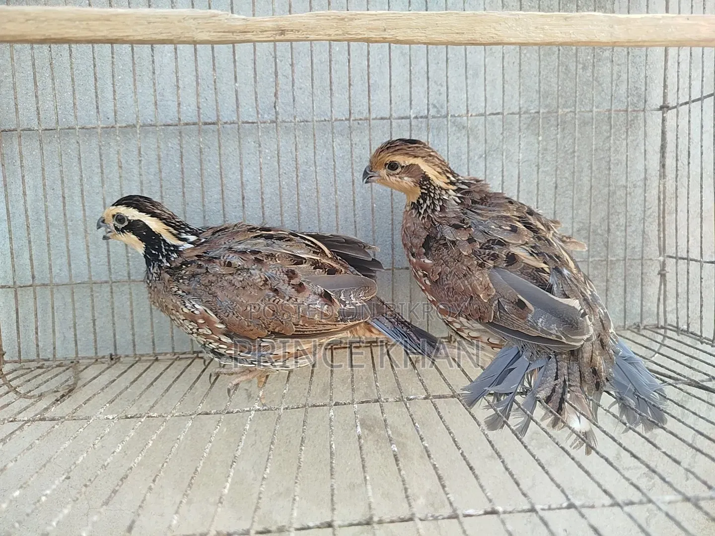 Northern Bobwhite
