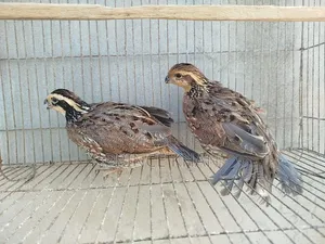Northern Bobwhite