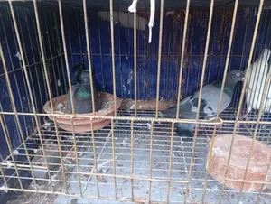 রানিং জোড়া
