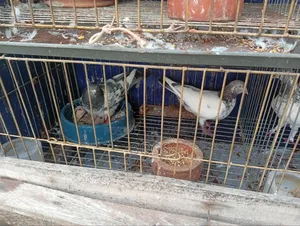 রানিং জোড়া