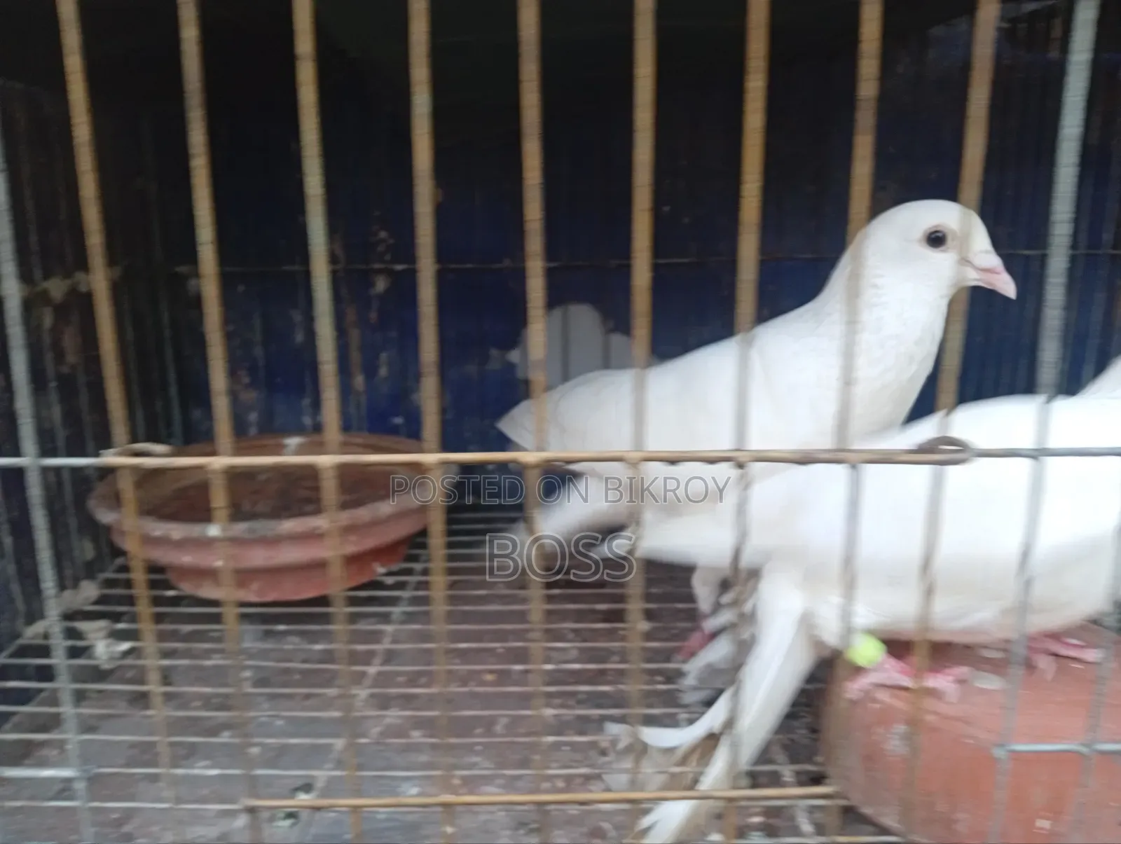 রানিং জোড়া