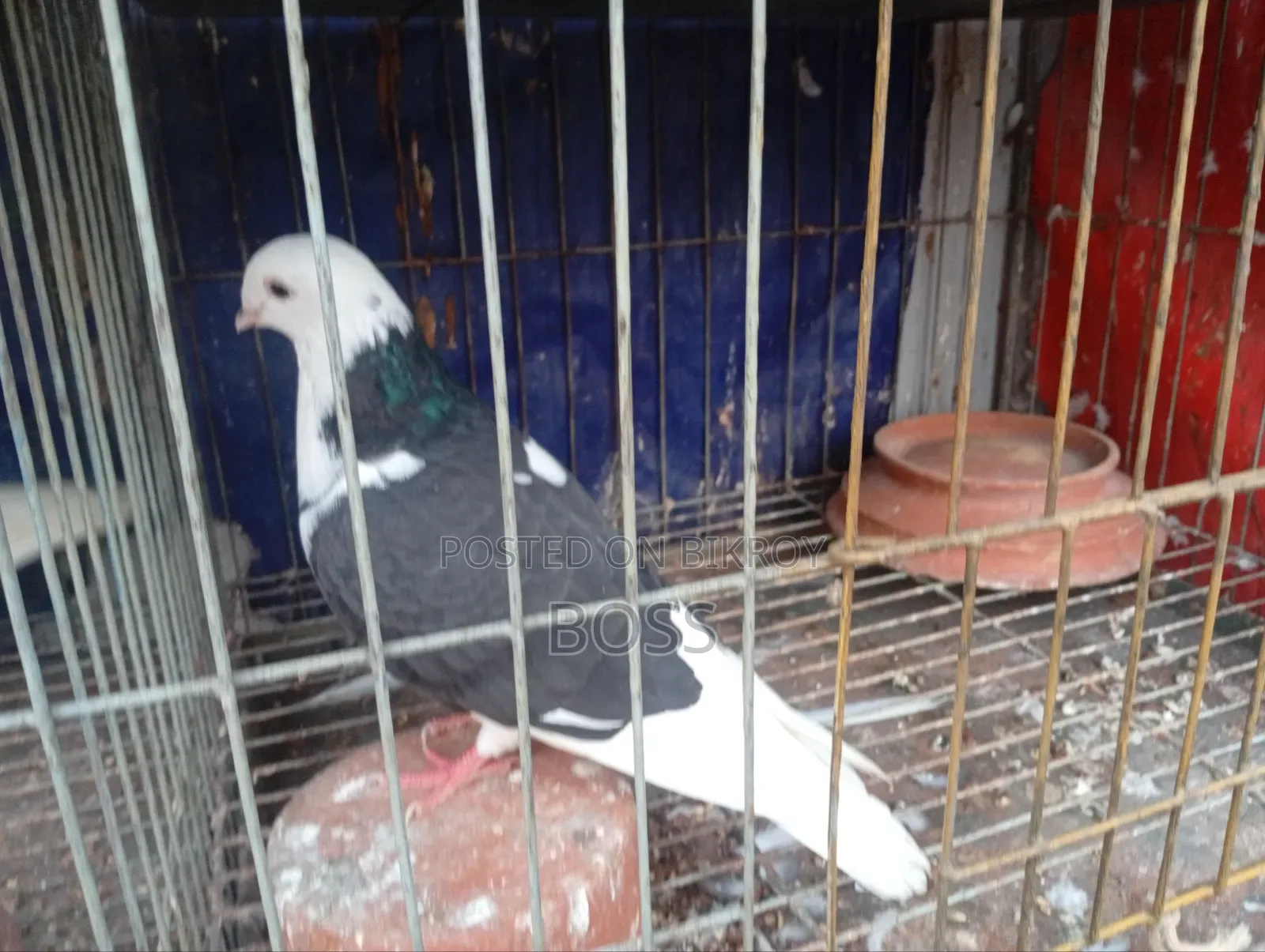 রানিং জোড়া