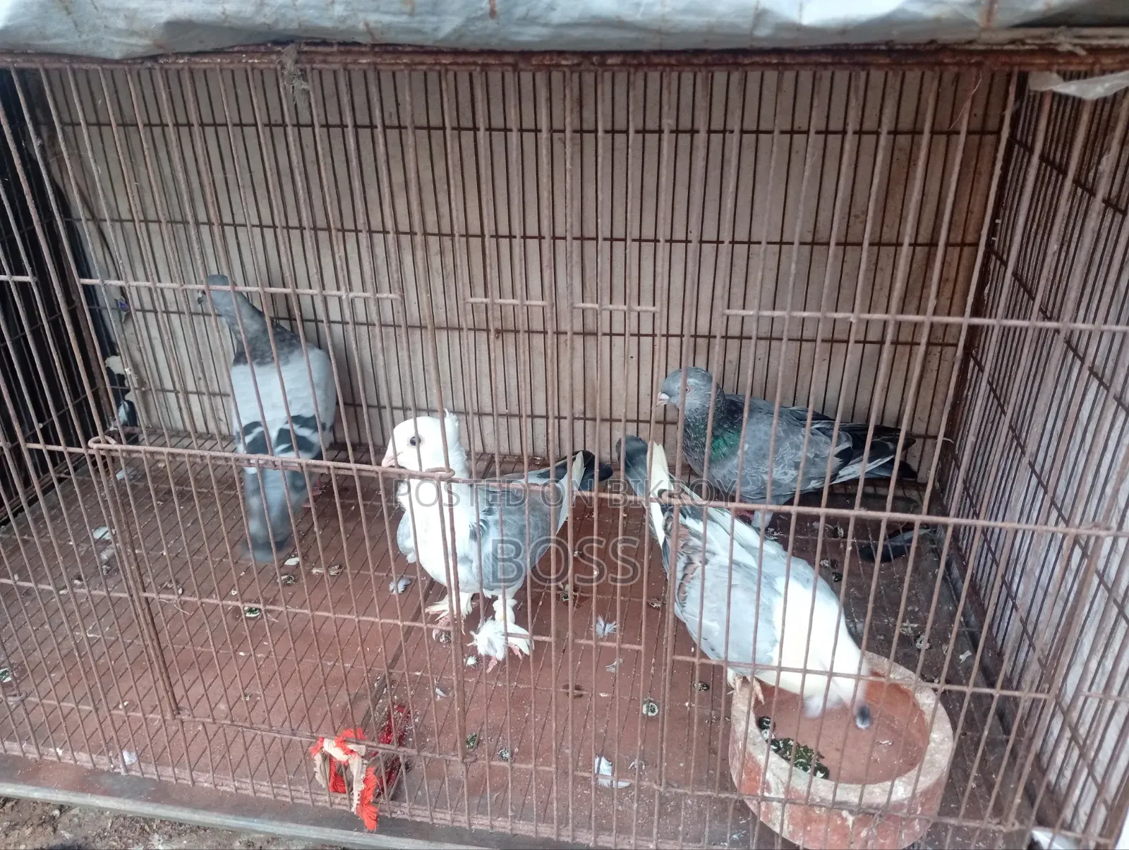 রানিং জোড়া