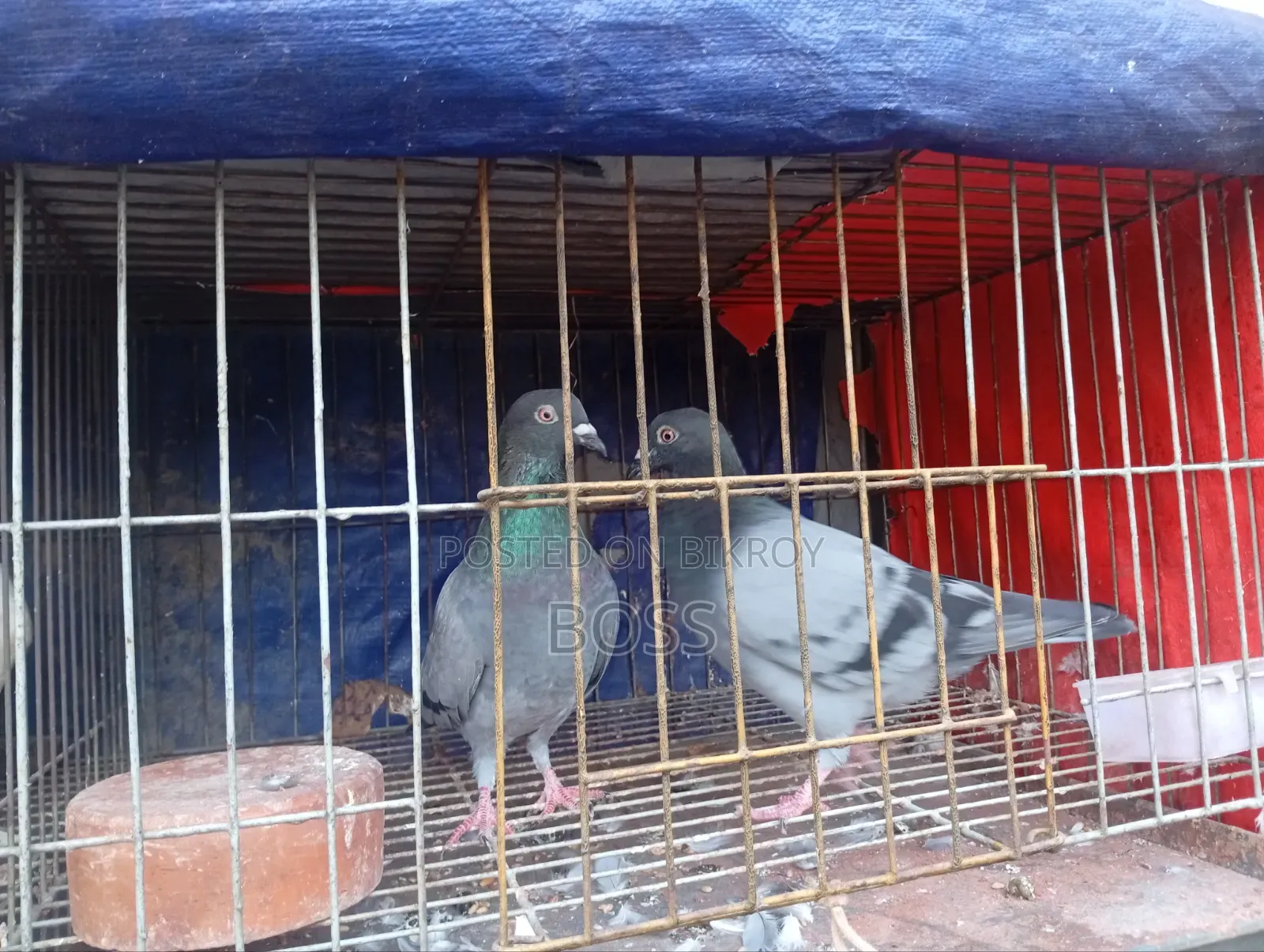 রানিং জোড়া