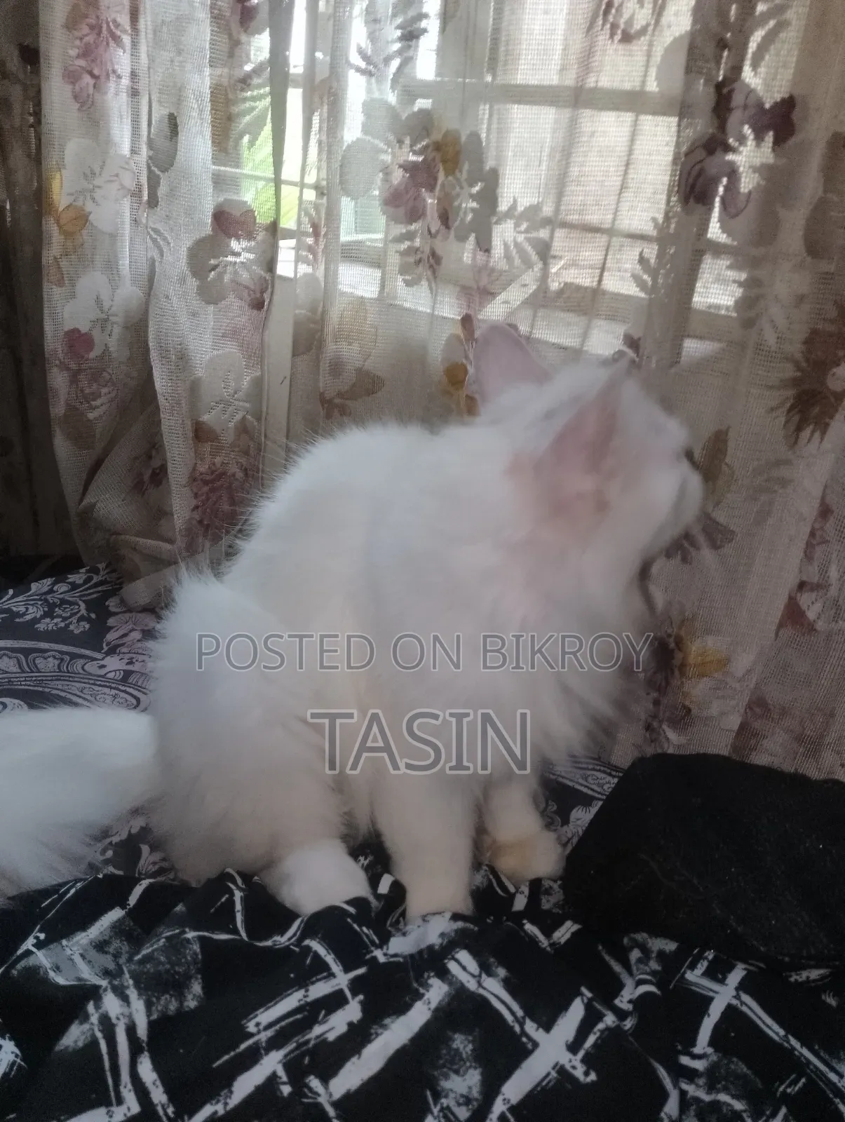 ১+ বছরের খাঁটি পার্সিয়ান মাদি বিড়াল