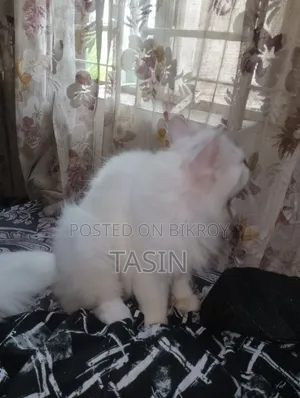 ১+ বছরের খাঁটি পার্সিয়ান মাদি বিড়াল