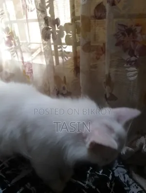 ১+ বছরের খাঁটি পার্সিয়ান মাদি বিড়াল