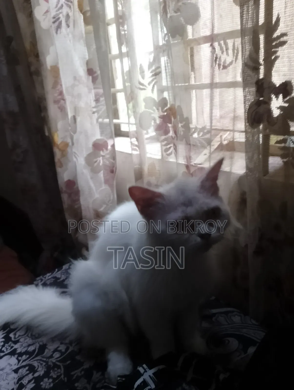 ১+ বছরের খাঁটি পার্সিয়ান মাদি বিড়াল