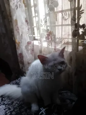 ১+ বছরের খাঁটি পার্সিয়ান মাদি বিড়াল