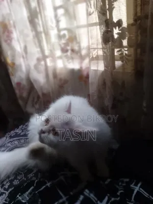 ১+ বছরের খাঁটি পার্সিয়ান মাদি বিড়াল