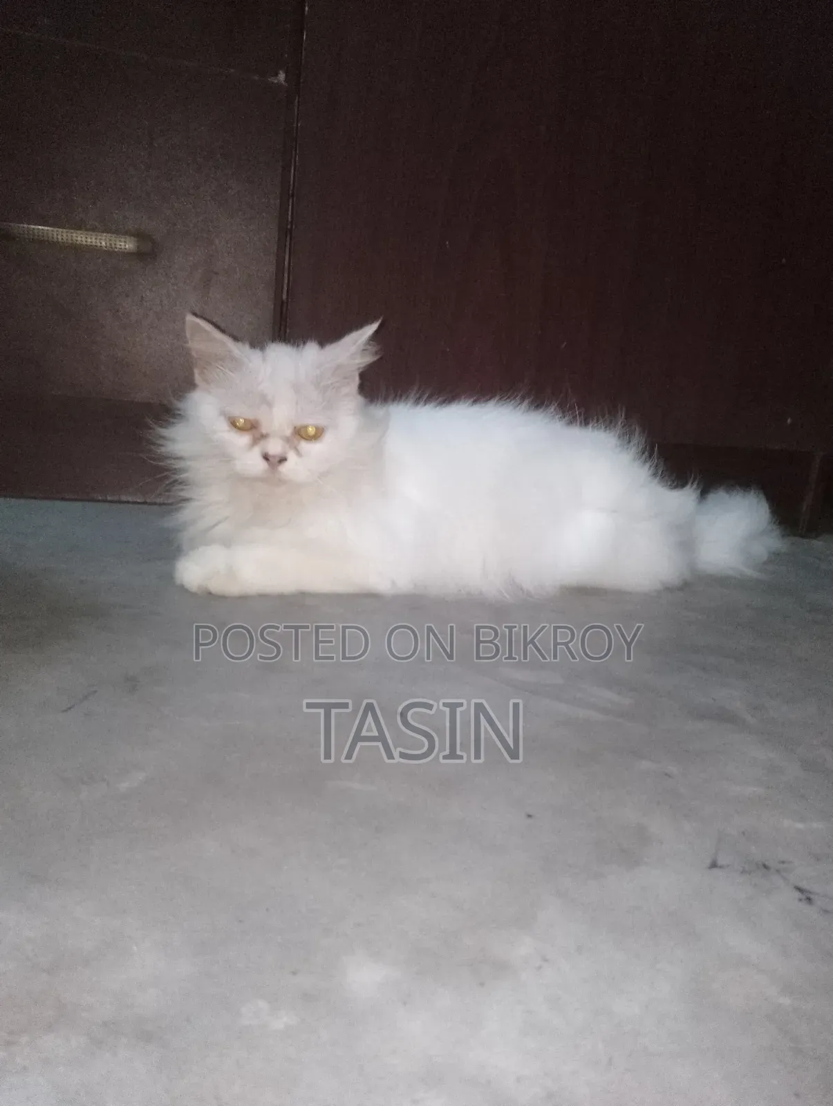 ১+ বছরের খাঁটি পার্সিয়ান মাদি বিড়াল