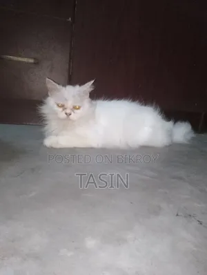 ১+ বছরের খাঁটি পার্সিয়ান মাদি বিড়াল